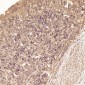 Anti-TRAF6 Rabbit Monoclonal Antibody